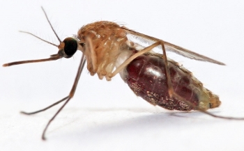 zanzara anofele (350x217)