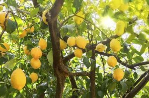 Reife Zitronen am Baum