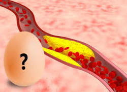 L'uovo è la vera causa del colesterolo alto ?