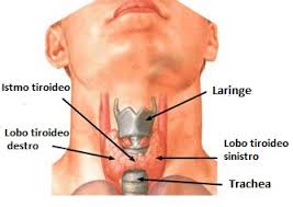 tiroide 2